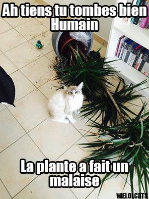 Résultat de recherche d'images pour "welolcats"