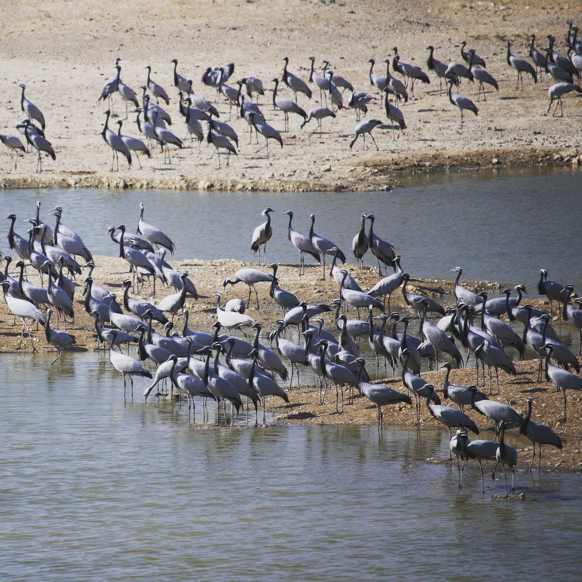 Siberian cranes in Rajasthan #birdtour#birdwatching#birdwatchingholiday#birding#birdingphotography#ornitology