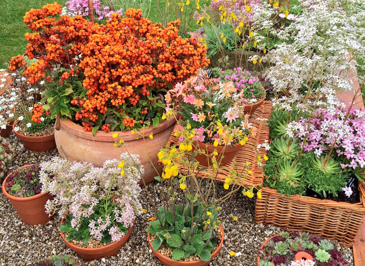 klw502's tweet photo. The stunning @DarcyEverest display at #RhsHarlowCarr Show on until Sunday 10am-5pm😍⭐️ @RHSHarlowCarr @The_RHS https://t.co/Uoug6LAyNs