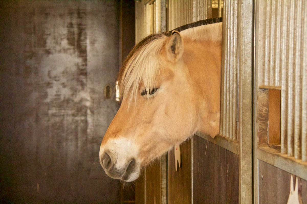 Morgen KIWANIS kinderfeest op #dekleineduiker. Veel verschillende activiteiten , dekleineduiker.nl/agenda