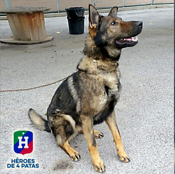 policia's tweet photo. Ya no es apto para trabajar pero sí para vivir contigo. El agente #YACO busca un hogar... https://t.co/dzxd6braBX https://t.co/okFWGg9HAU
