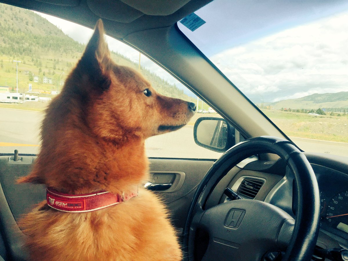 pekoepuppy's tweet photo. Dey see me roooolliiiin, dey hatin'!!!!! 😎 https://t.co/pXD8cR54Z2