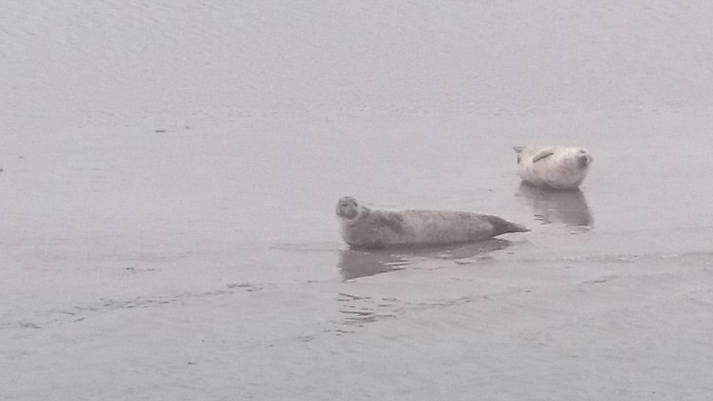 Donegal Bay Charters tweet media