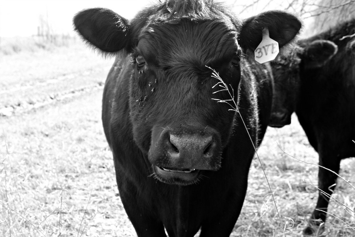 MozzaPi's tweet image. Valley Spirit Farm's cows want to make sure you herd about our Farmers Market, Sat 8-11am: buff.ly/1PQ6ezD
