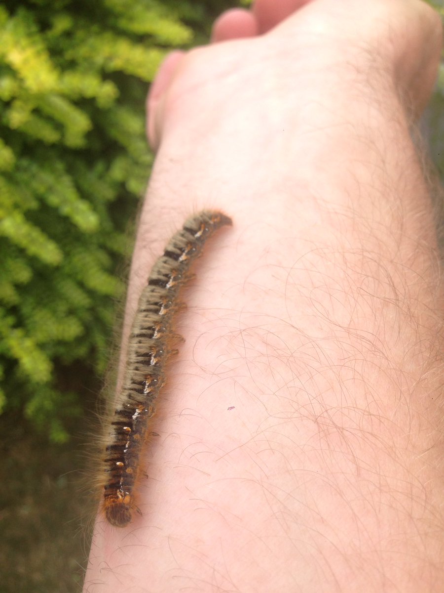 NatureboyUK tweet picture