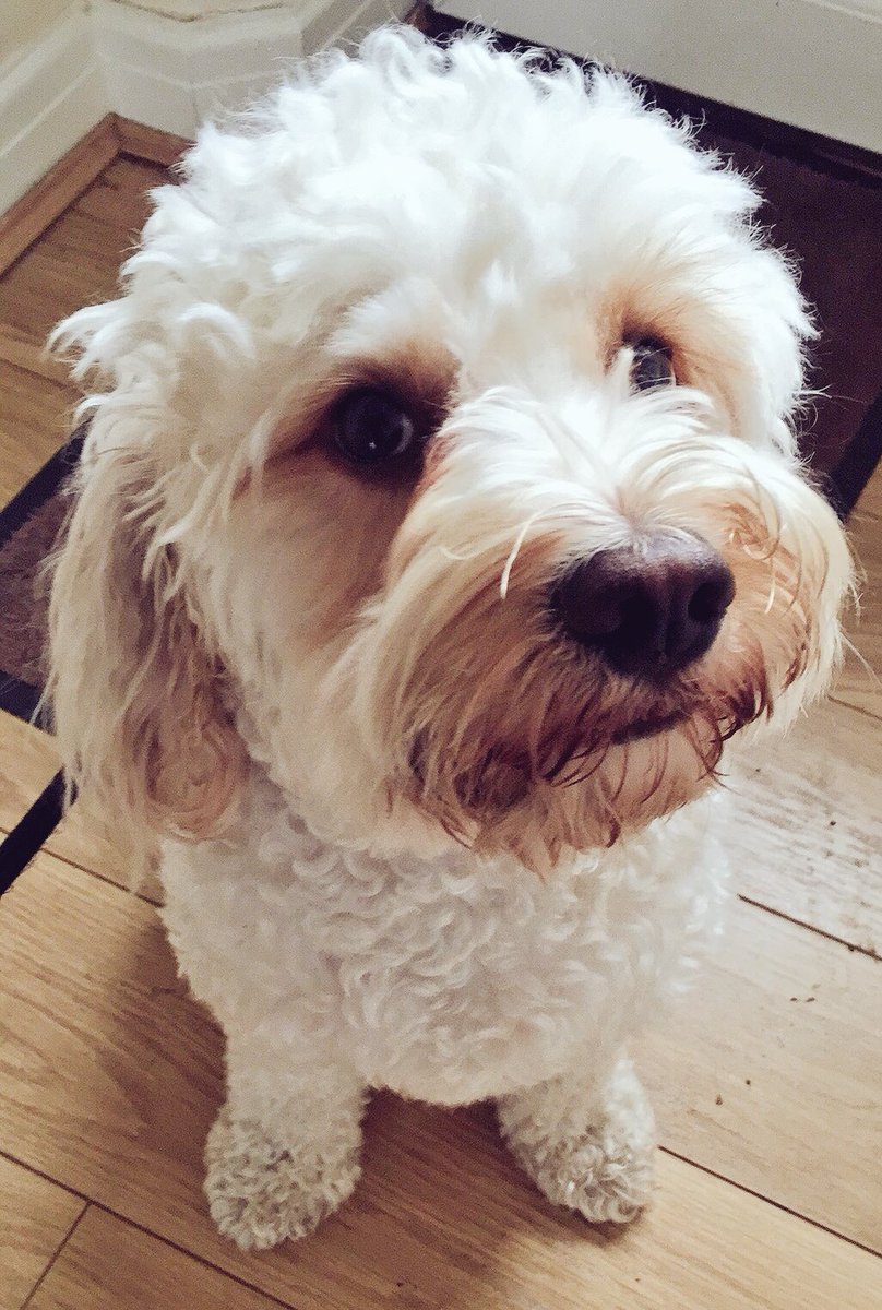 MerlinCockapoo's tweet image. Today it's my Birthday! I got some pwesents to open soon! Woof! 🐶#DoggyBirthday #dogsoftwitter