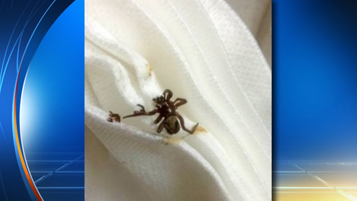 Live #spider found in woman's ear who was complaining about intense pain bit.ly/1UaONbN?utm_me… https://t.co/M2QFqfvCLc
