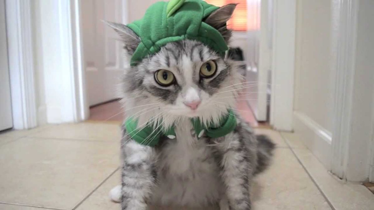 SaveToday_'s tweet image. {VIDEO} This cat is not having it with this dinosaur costume. TOO FUNNY!! ow.ly/Di9T3016C6Z #catsoftwitter