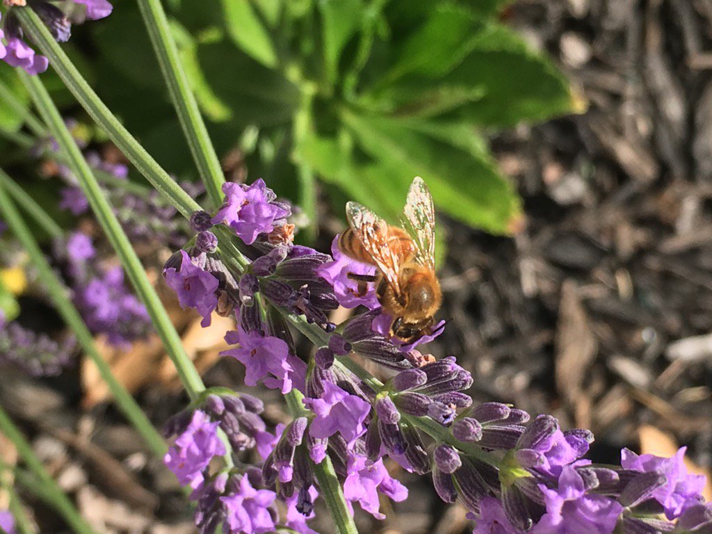 twitcox's tweet image. Honeybees have found my lavender plant and were super happy this morning. #beework