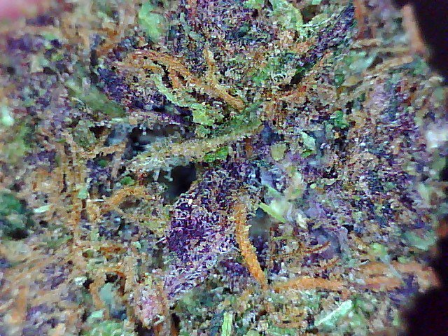 SCGenetics's tweet image. AMETHYST 7.9% THC 7.12% CBD  Available Now!