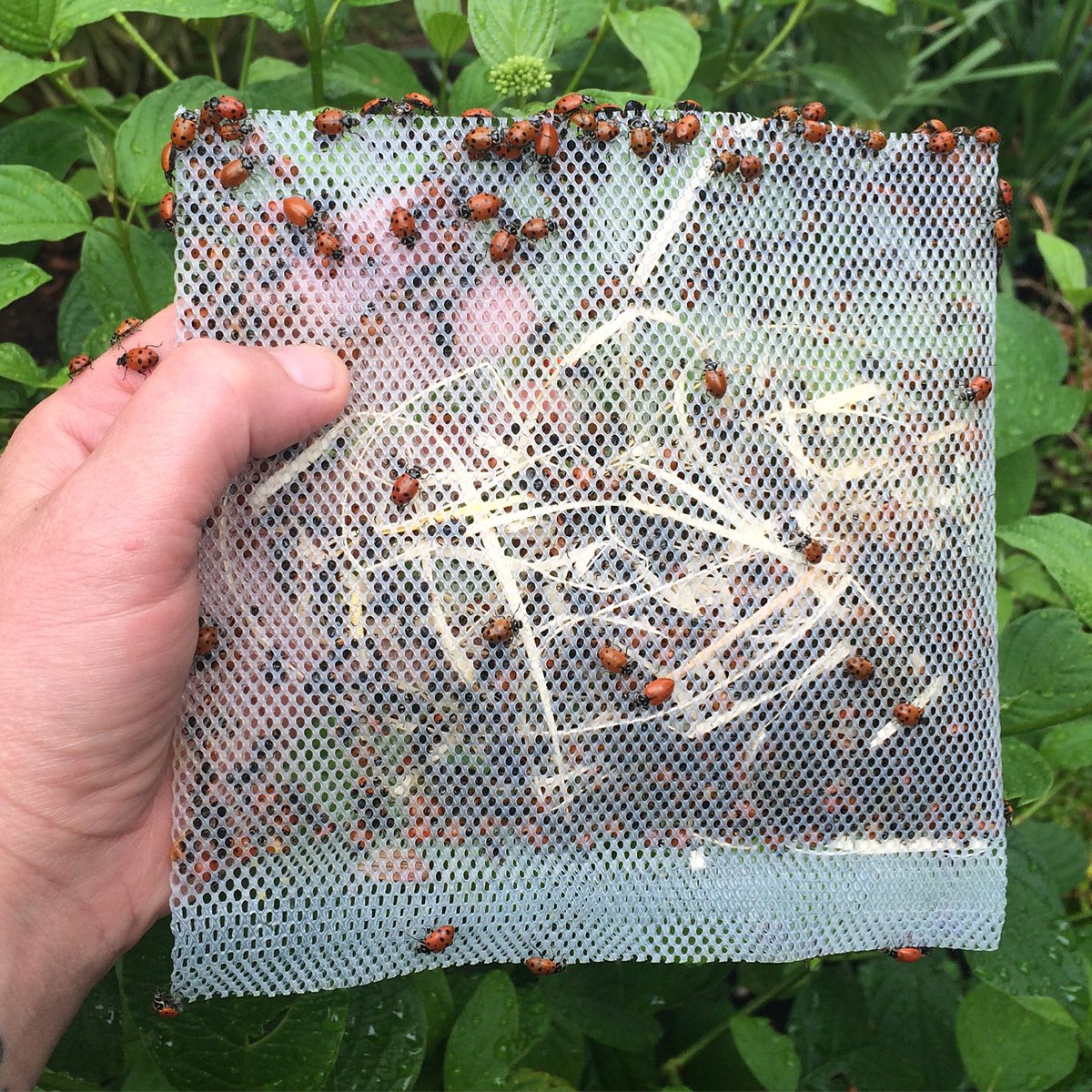 BeesNursery's tweet photo. #Ladybug time! A natural way to control, aphids, spider mites thrips and mealy bugs. #pdx #pdxgardening #gardening https://t.co/LJ0who8lVX