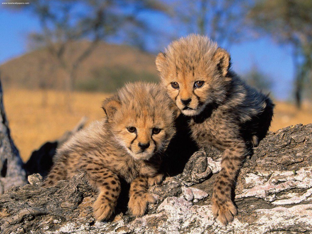 HPfanpotterhead's tweet photo. 2 - Il ne reste plus qu'environ 40 à 70 guépards asiatiques (ou guépards iraniens) dans le monde. https://t.co/tqPAqS7KsL