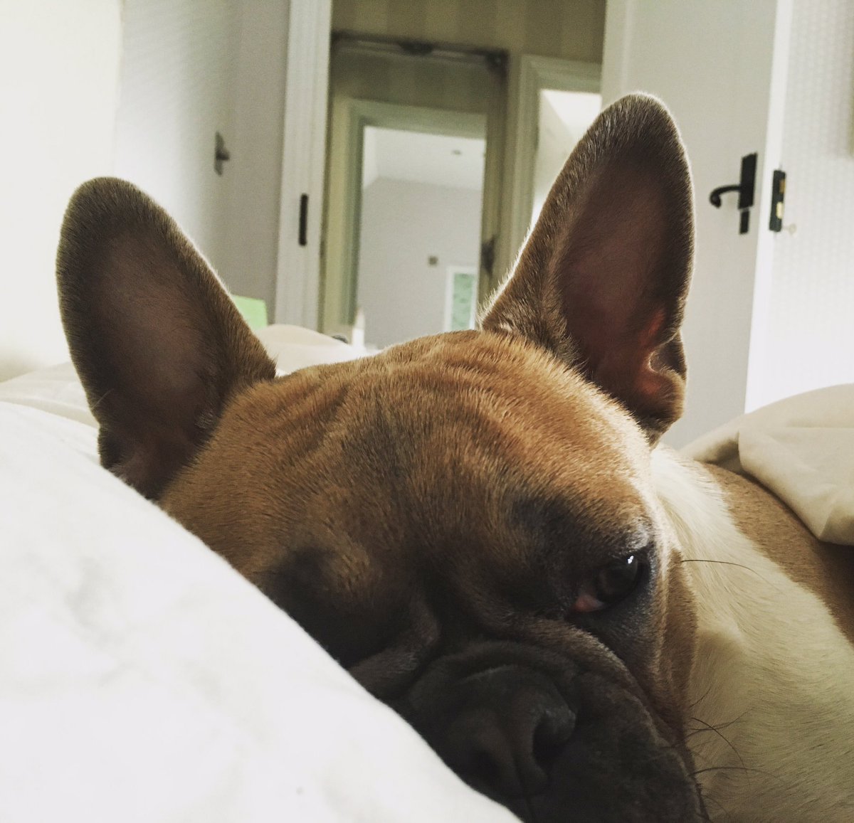 RocodogSpicer's tweet photo. Too tired to enjoy Friday! #rocodog #Friday #weekend #FridayFeeling #dog https://t.co/sSl4sUtYRR