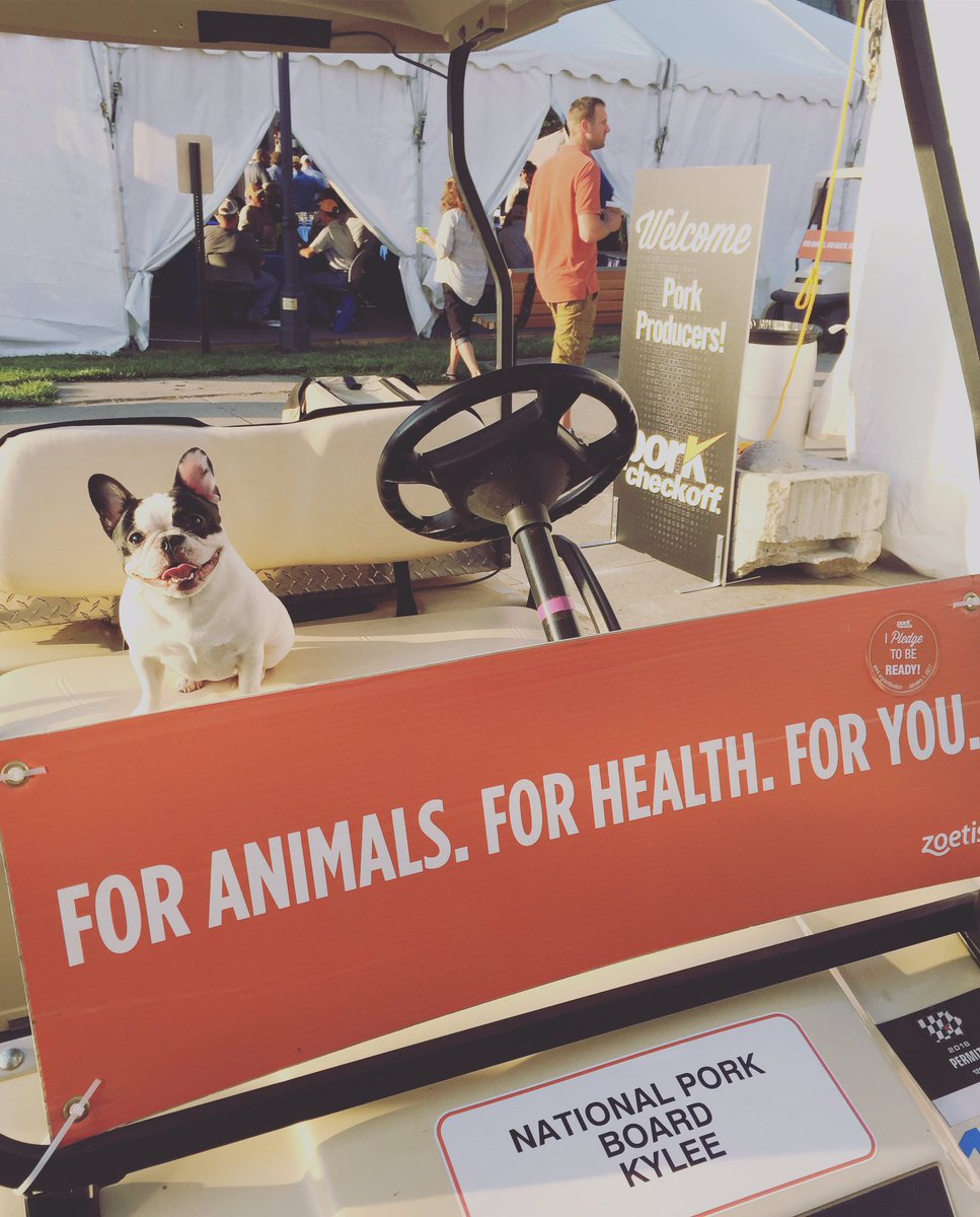 kyleedeniz's tweet photo. "#IMAPIGDEAL," said #HalletheFrenchie at #WorldPorkExpo. #realpigfarming #stockshowlife #frenchieprobs #WPX16 #agjob https://t.co/HP44nTcLKR
