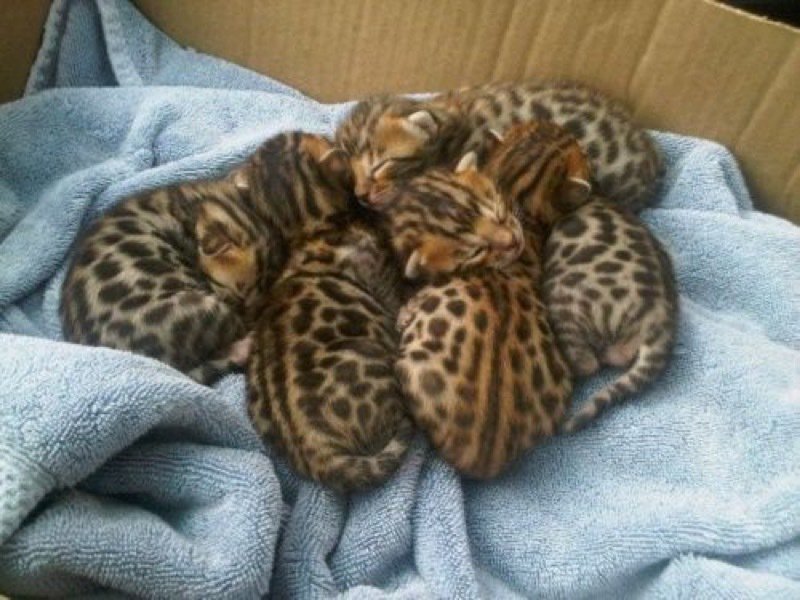 How delightful! A box of Bengal kittens!
