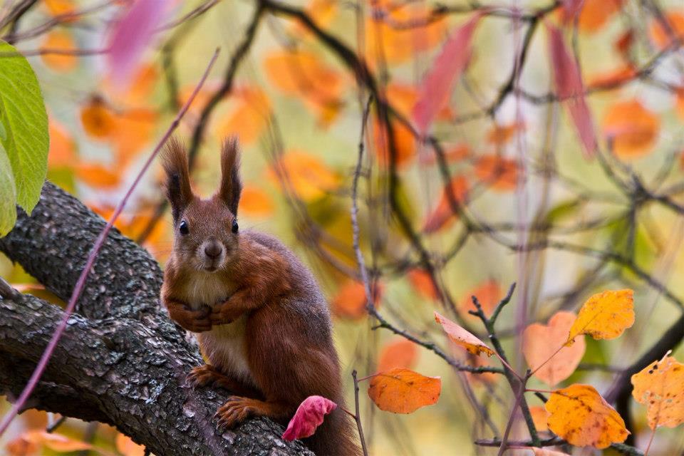 Gara_1G's tweet photo. #squirrel #nature #beauty ♥ https://t.co/WhtYy6uign