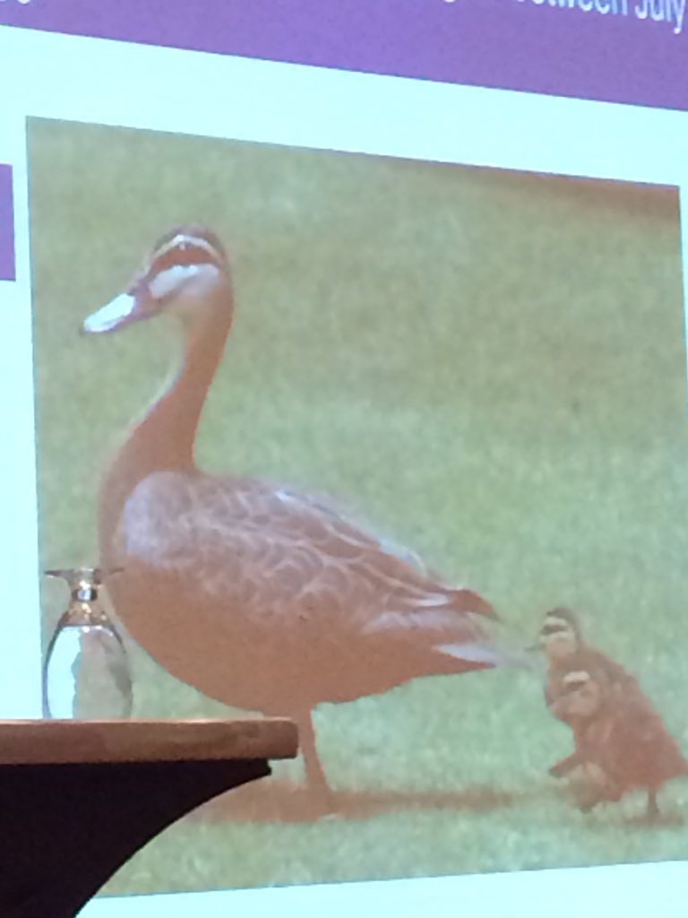 SFARNCoord's tweet photo. What is it about @RTI_Intl and cute animals in their presentations? #whoiscuter #platypusvsducks #SFARN16 https://t.co/yPjN4RDIUl
