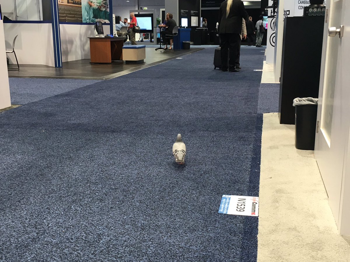 DesignAVpro's tweet image. I am concerned that this attendee is not wearing his show badge. Has the AV Industry gone to the birds? #InfoComm16