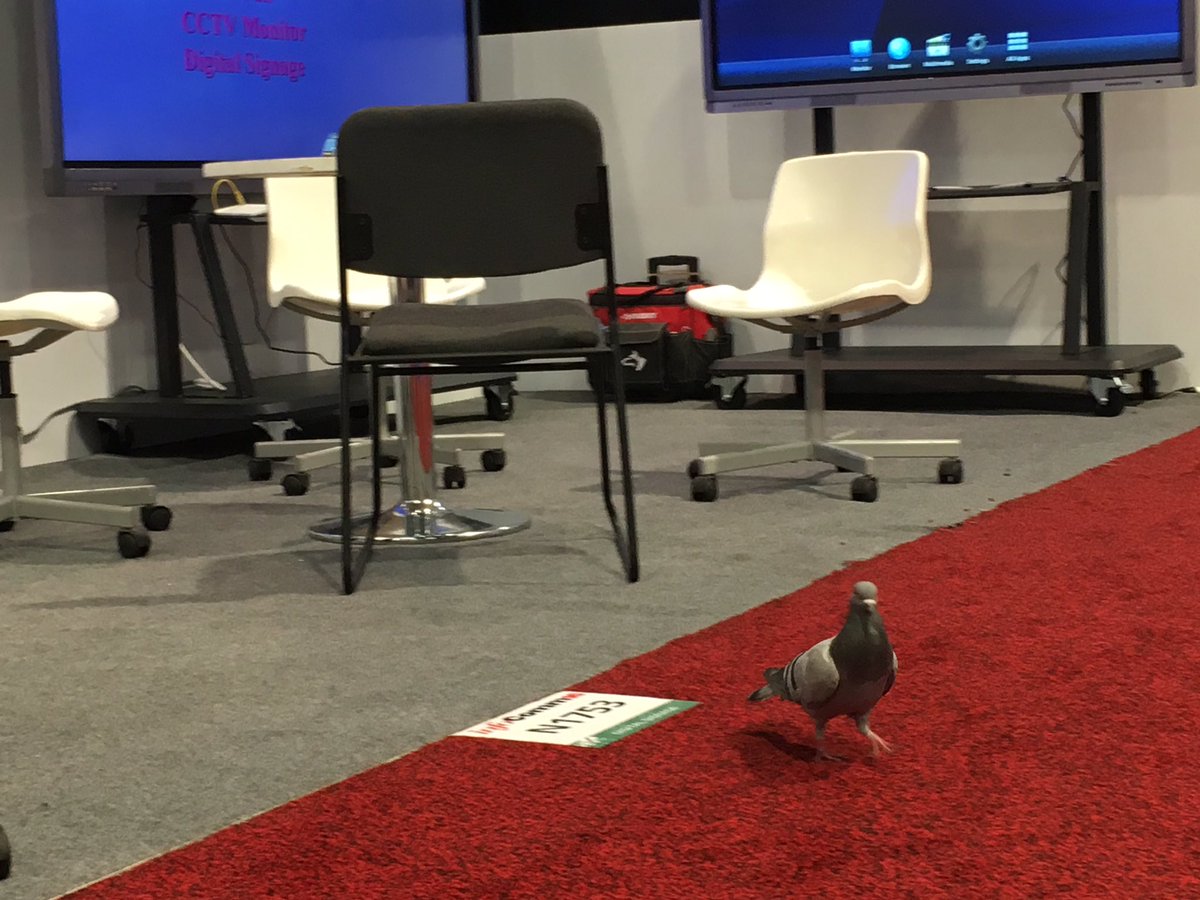 DesignAVpro's tweet image. I am concerned that this attendee is not wearing his show badge. Has the AV Industry gone to the birds? #InfoComm16