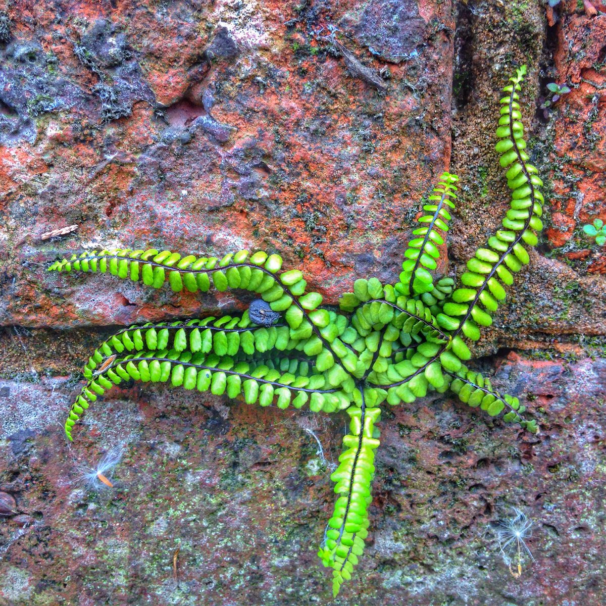 TFScribblings's tweet photo. Alien life form? #plants #odd #bizarreplant https://t.co/33PN8BRHLn