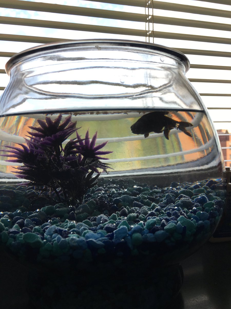 celinalanders's tweet image. Rinaldo