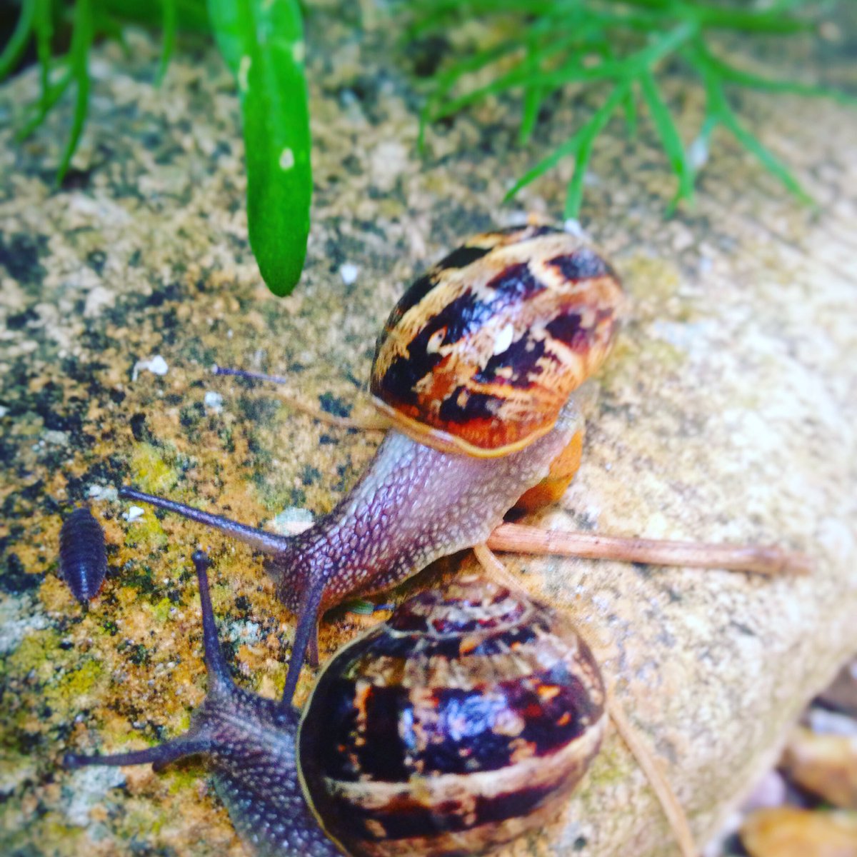 Vicki_Handley's tweet photo. I love it when it rains and the snails come out to play ❤️ https://t.co/nefHtYFJ1R