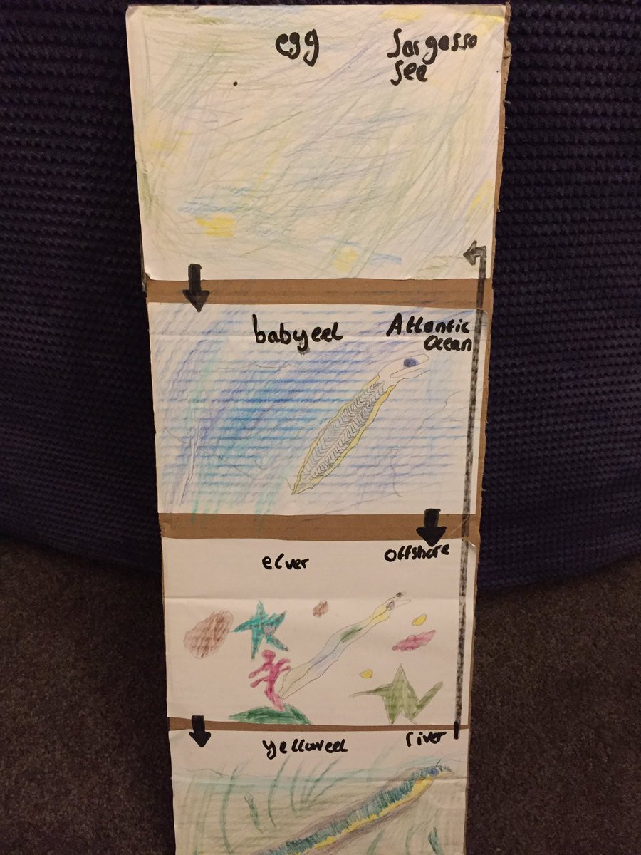 CyclistWW2's tweet photo. @MartinHGames my lad chose Yellow eel as his school project https://t.co/RqXMVCMSuW