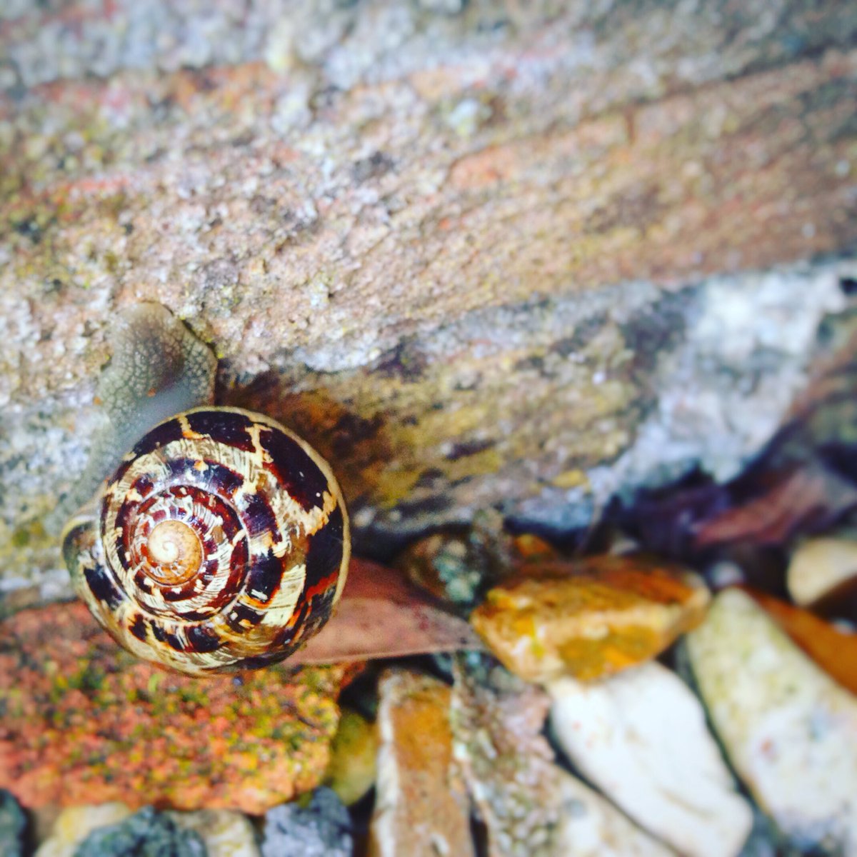 Vicki_Handley's tweet photo. Textural shot of a snail shell #snail #snailshell #textures https://t.co/nvSsI9CJ3z