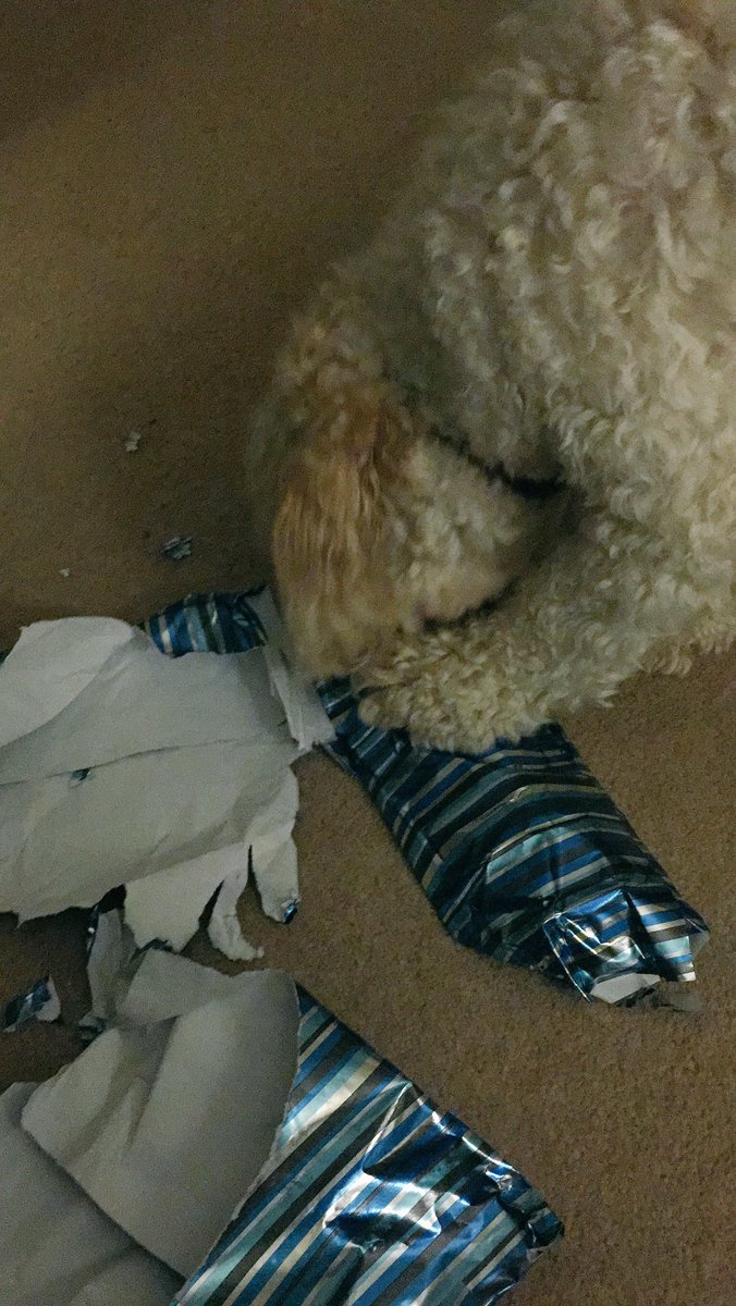 MerlinCockapoo's tweet image. #HappyBirthdayToMe! I is 2 today! 🐶👅🐾🎁🎁🎁