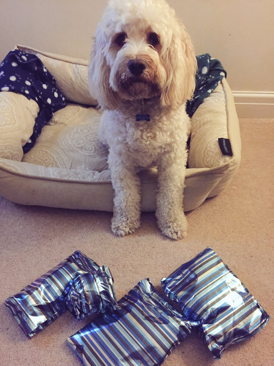 MerlinCockapoo's tweet image. #HappyBirthdayToMe! I is 2 today! 🐶👅🐾🎁🎁🎁