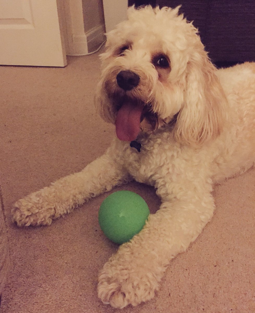 MerlinCockapoo's tweet image. #HappyBirthdayToMe! I is 2 today! 🐶👅🐾🎁🎁🎁