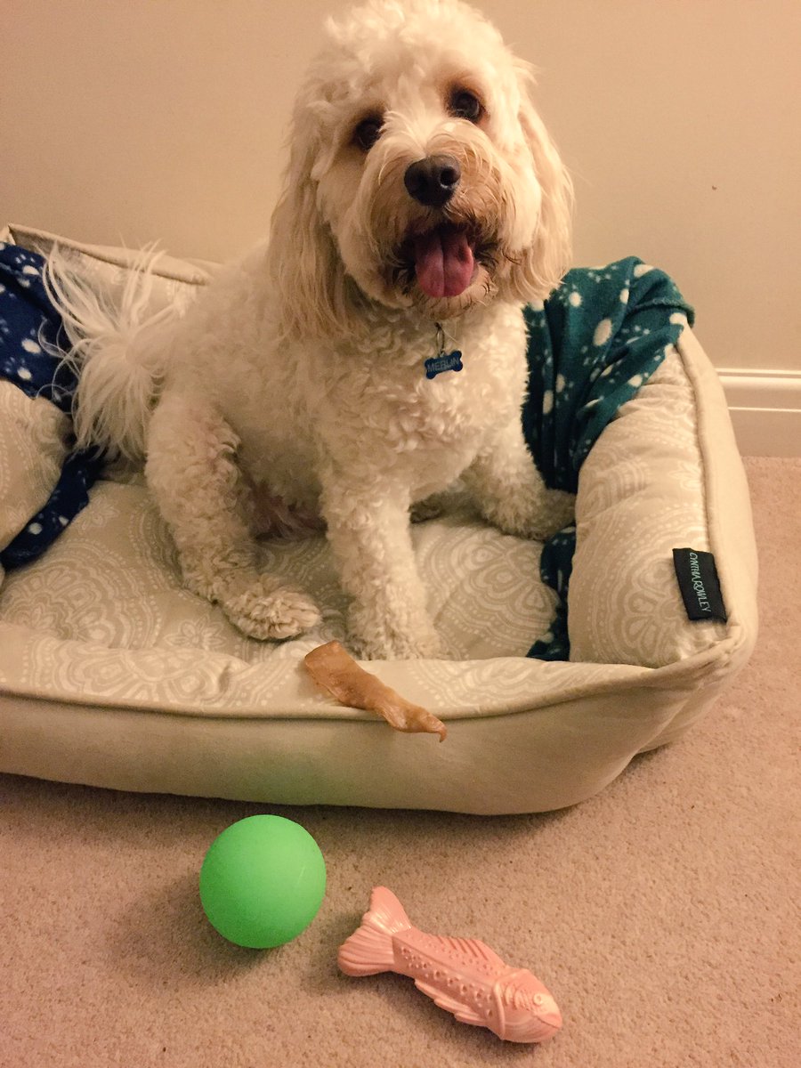 MerlinCockapoo's tweet image. #HappyBirthdayToMe! I is 2 today! 🐶👅🐾🎁🎁🎁