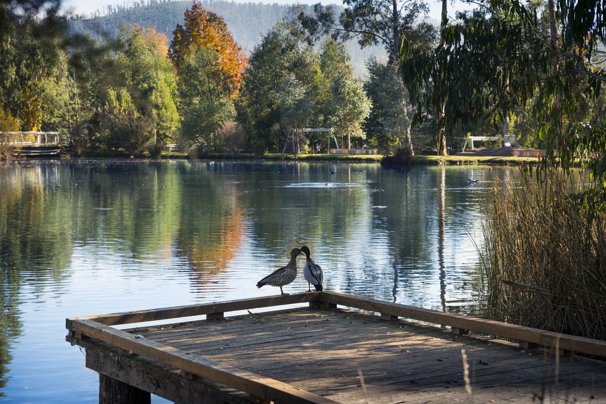 Melbourne's tweet photo. Waterfalls, walks, wildlife: there's something about Marysville. https://t.co/4GQxRrxTiY #wandervictoria https://t.co/3Fb3ytPBXM