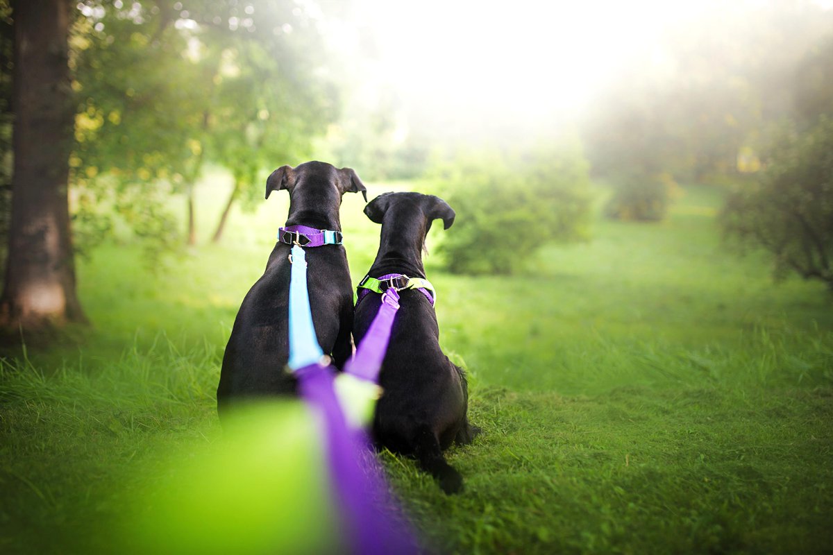 animals4forever's tweet photo. And they lived happily ever after https://t.co/PhpET0qCxx