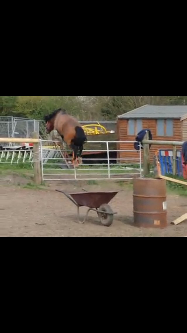 ottb2oldenburg's tweet photo. When you see someone you don't like at a show https://t.co/bUMbtQC0ic