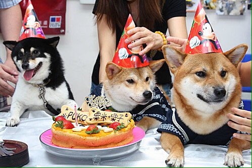 Phantasticka's tweet photo. birthday sheebs for my son @danisnotonfire (@AmazingPhil better have got you a sheeb for your bday prezzie) https://t.co/9gOZoRClVu