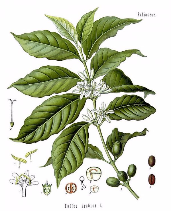 radiatecoffee's tweet photo. #Arabica vs #Robusta https://t.co/Zz4BYk2ZmO via @radiatecoffee https://t.co/VQo4t2Dd6u