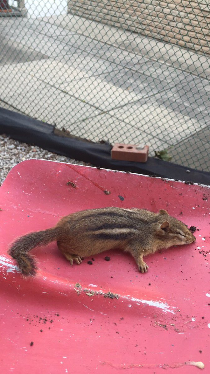 BridgetRibau's tweet photo. Chipmunk update, I've buried the little buddy in with my dads decorative grasses. #RIPchipmunk #lookssopeaceful https://t.co/zpef0WPXgJ