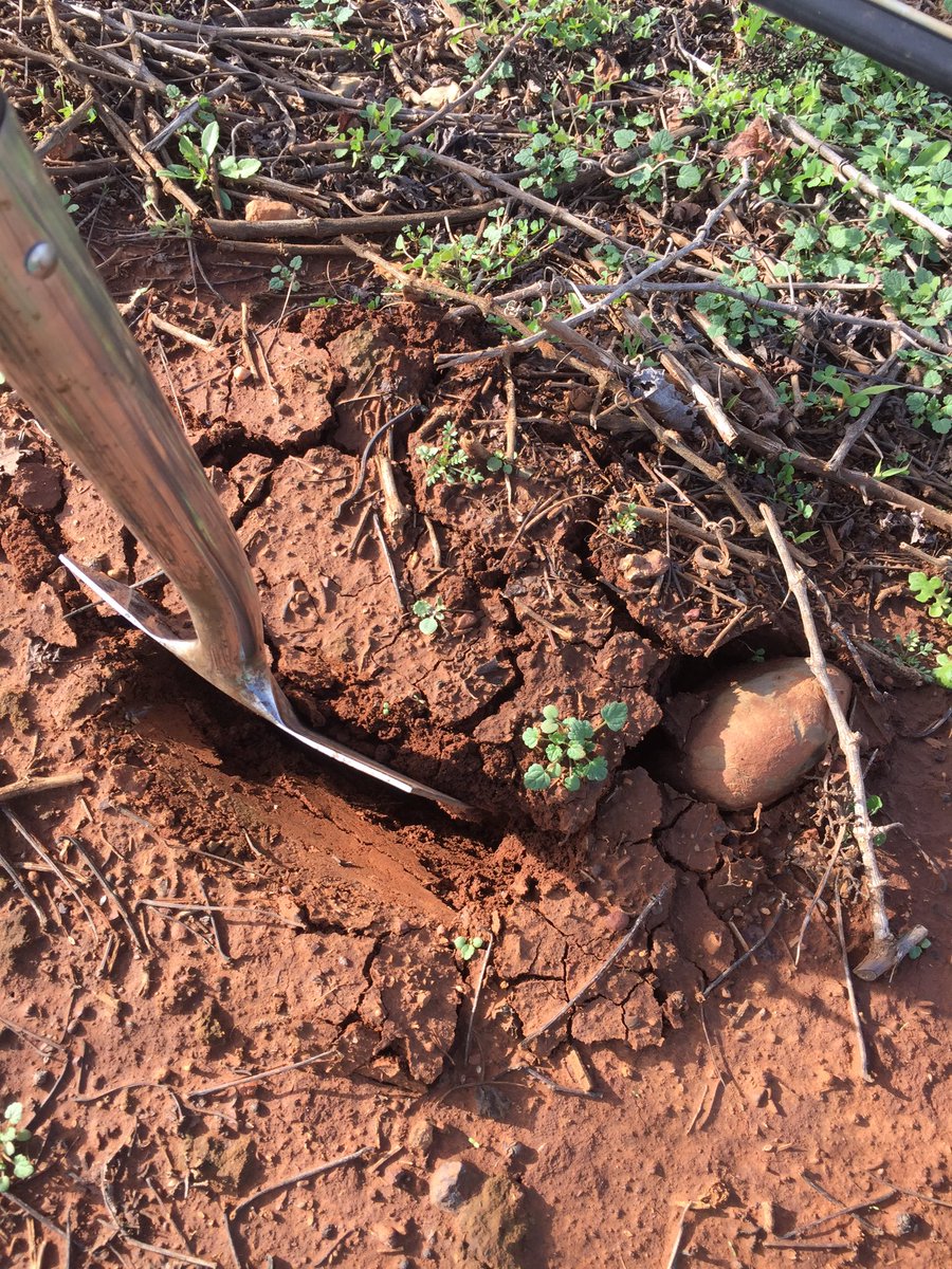 Lovely morning for soil sampling. #Roxburgh soils soft and friable after all the lovely rain. <a href="/scarboroughwine/">Sally Scarborough</a>