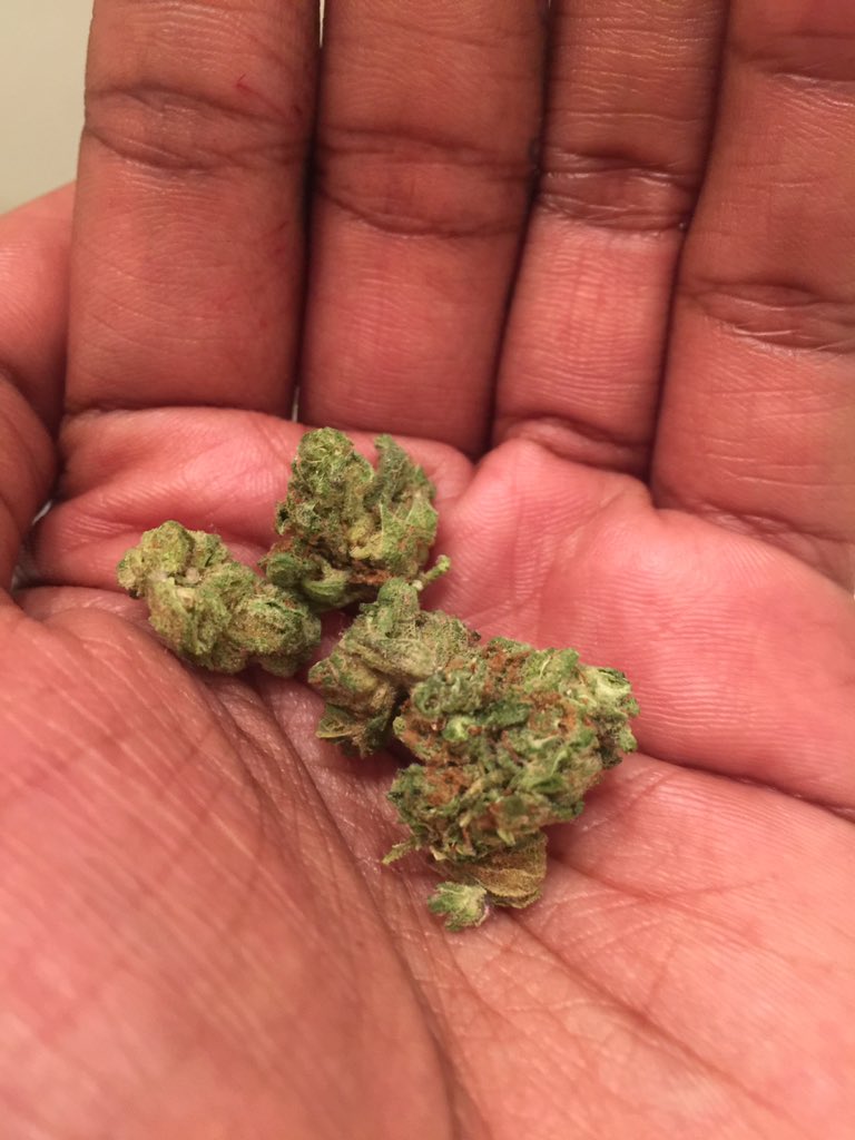 420medz's tweet photo. VISIT THE LINK IN MY BIO FOR TOP SHELF BUDS  #cannabis #marijuana #hemp #loud #Sativa #indica #Mmj #dispensary https://t.co/wrvi2wUeFw