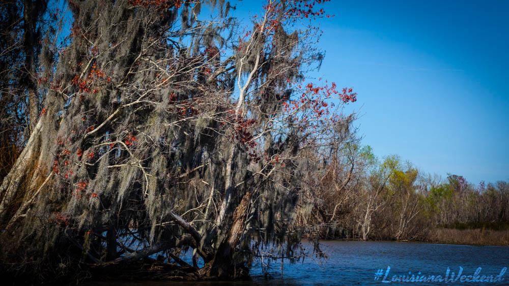 It hangs from trees all around. Do you know The Legend of Spanish Moss? bit.ly/1YfVE69 #LouisianaWeekend