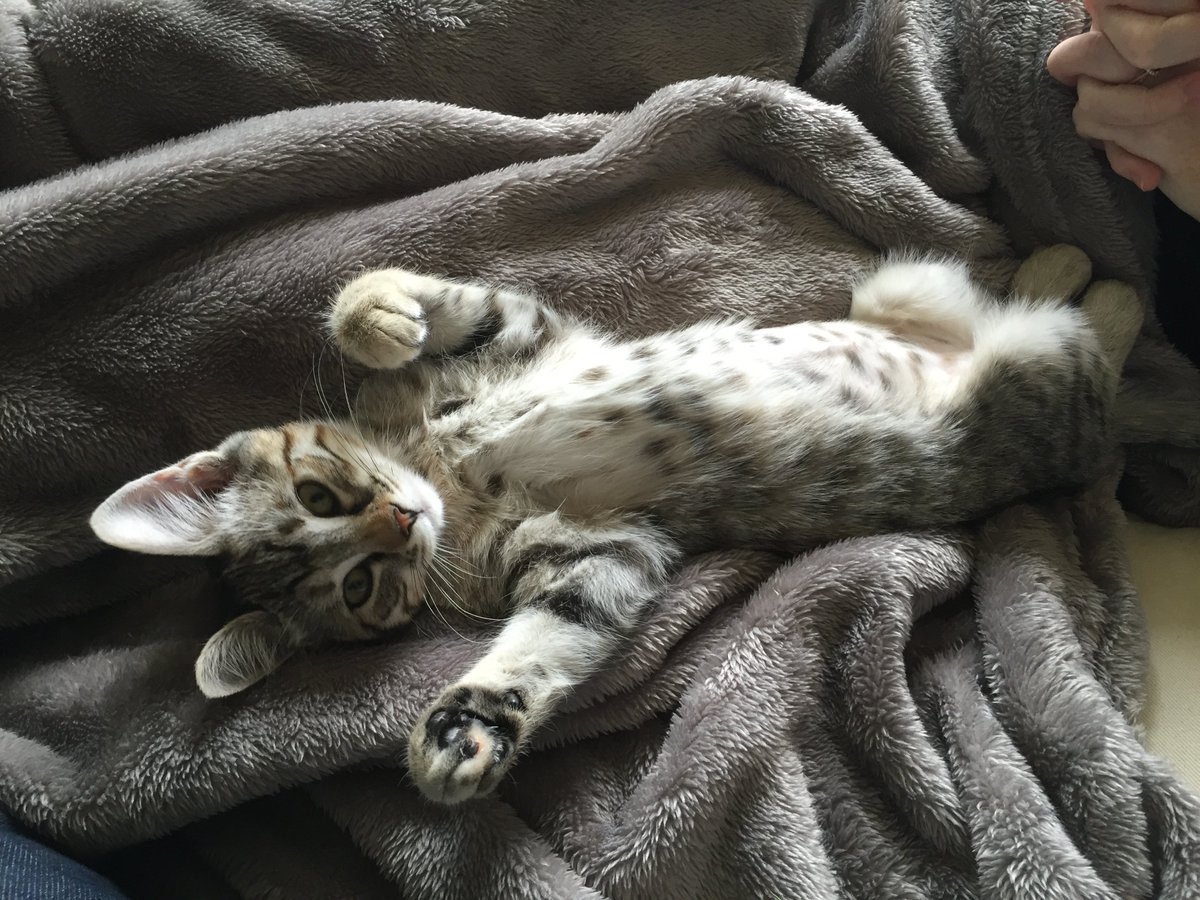 filmjabber's tweet photo. @filmjabber has a new employee. Her name is Dixie. #dixiepic https://t.co/Xbwenwqk98