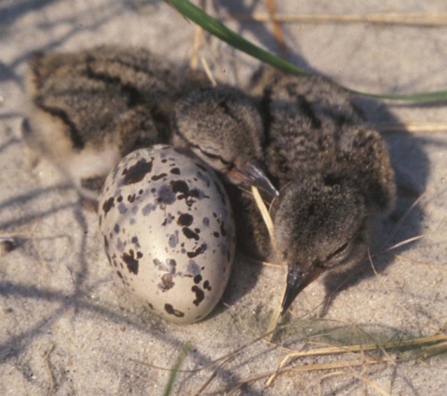 USFWS's tweet photo. How to minimize your impact on breeding shorebirds at the beach: https://t.co/c0ayDLBuUy https://t.co/MNIjp8QVzf