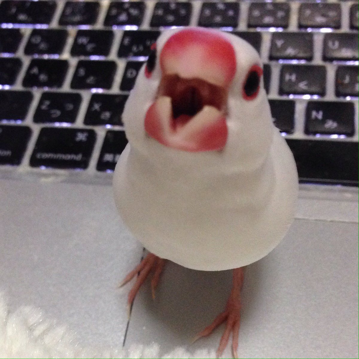 怒る 文鳥