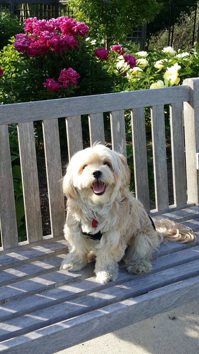 henrythemorkie's tweet photo. Enjoying another beautiful Friday evening stroll.
#morkies #nature #tgif https://t.co/iWKeCIOSFt