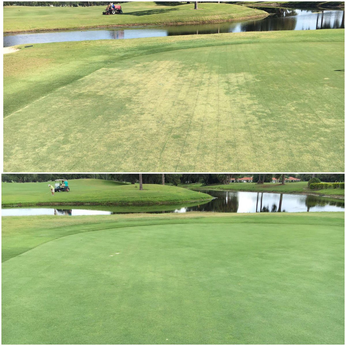 TrigonTurf's tweet image. If your current NEMATODE CONTROL is not working- We have a solution for you! #TrigonTurf 30 days!