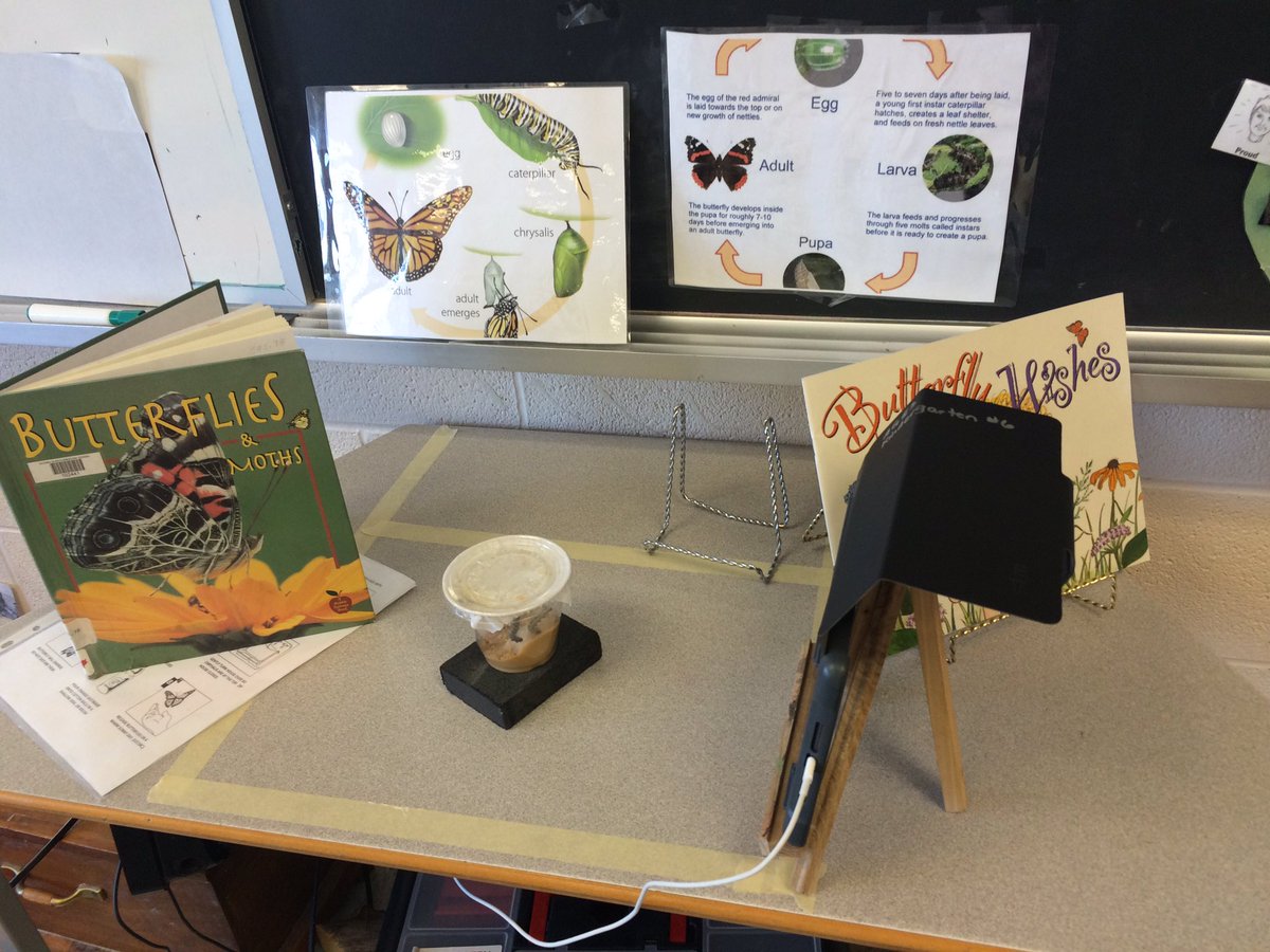 144_room's tweet photo. Fingers crossed that the time-lapse set-up works to catch the magic of the caterpillars! https://t.co/keOOuEJ6qA