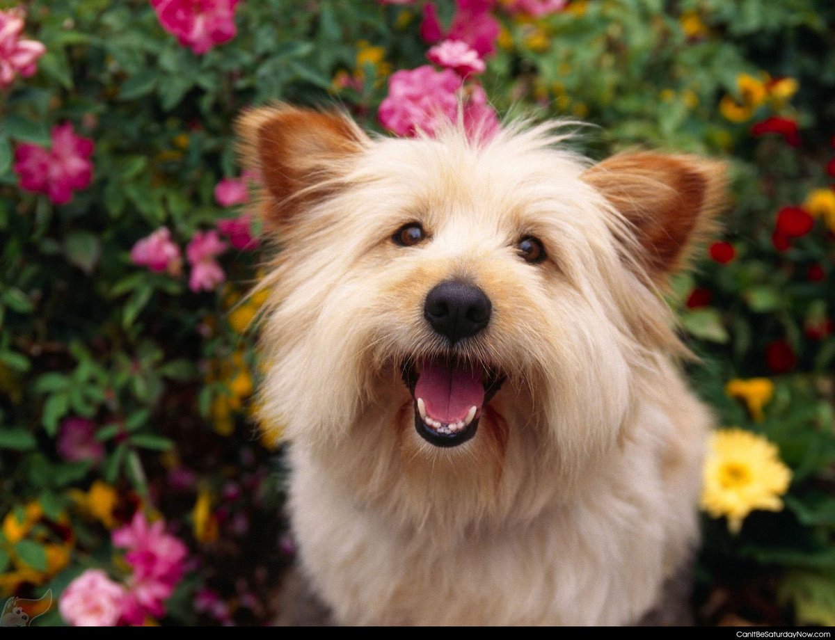 Let's spread some happiness! (thanks to spockthedog.com   for original image)