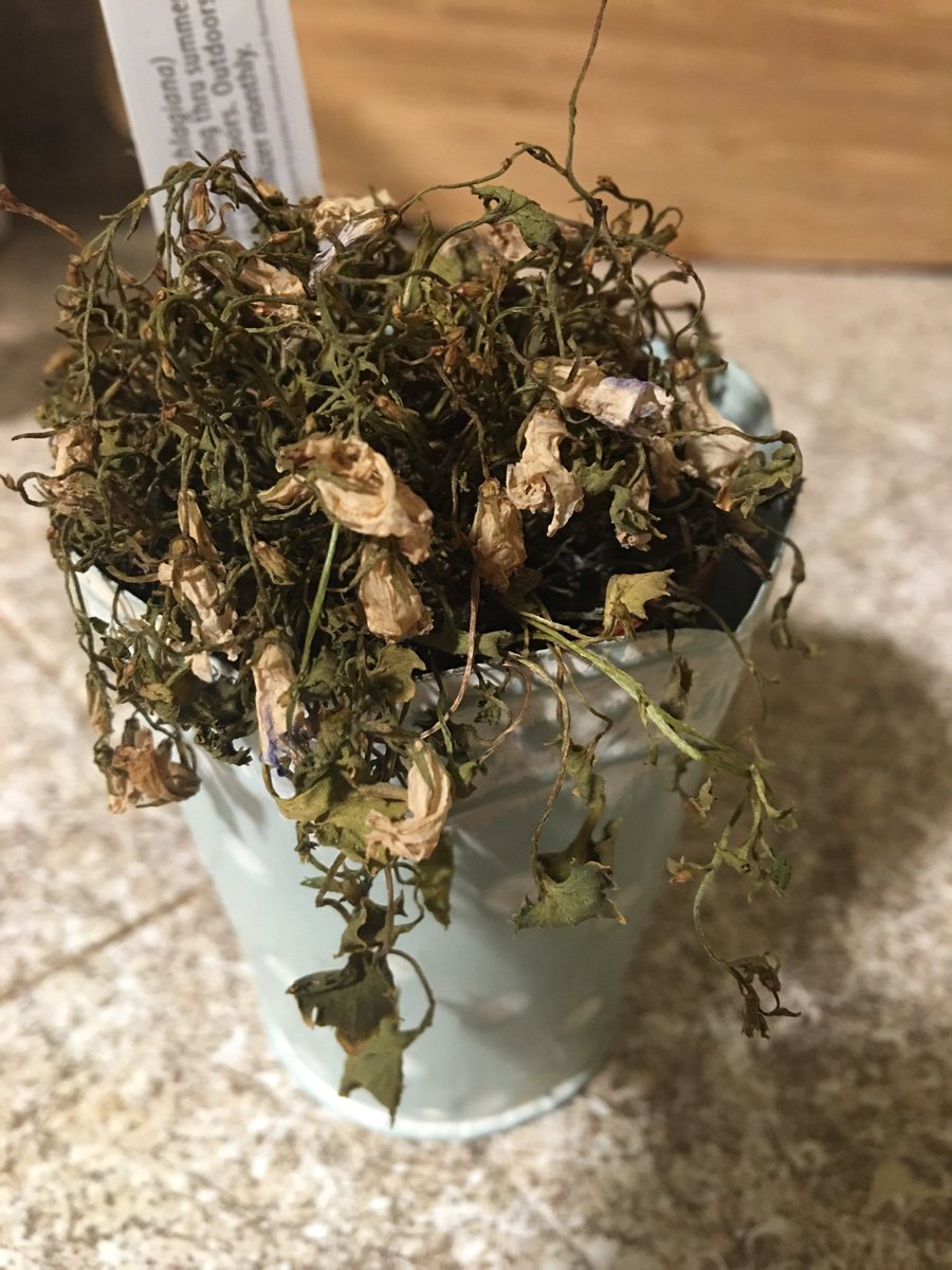 Zalea's tweet photo. It’s spring and she’s already begun to buy plants and kill them. https://t.co/qPGSgeBHYV