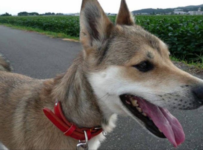 最新 マリと子犬の物語 あらすじ 人気のある画像を投稿する 最新 マリと子犬の物語 あらすじ 人気のある画像を投稿する